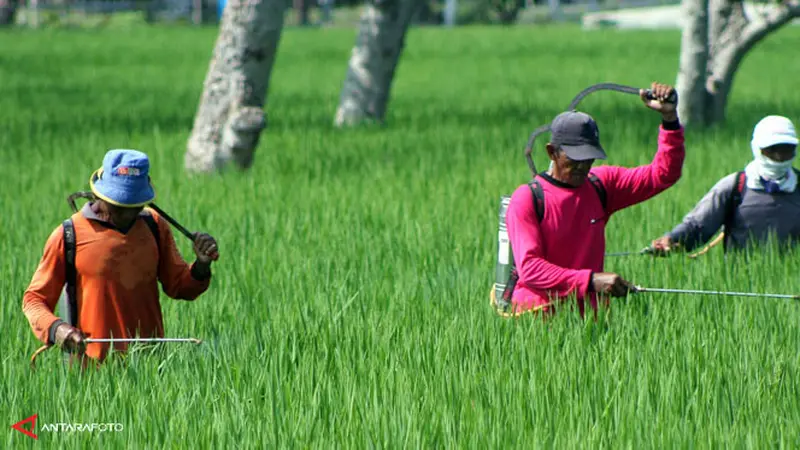 Memaksimalkan Potensi Pendapatan Pertanian: Kisah Sukses Desa Kaliwungu, Kab. Semarang